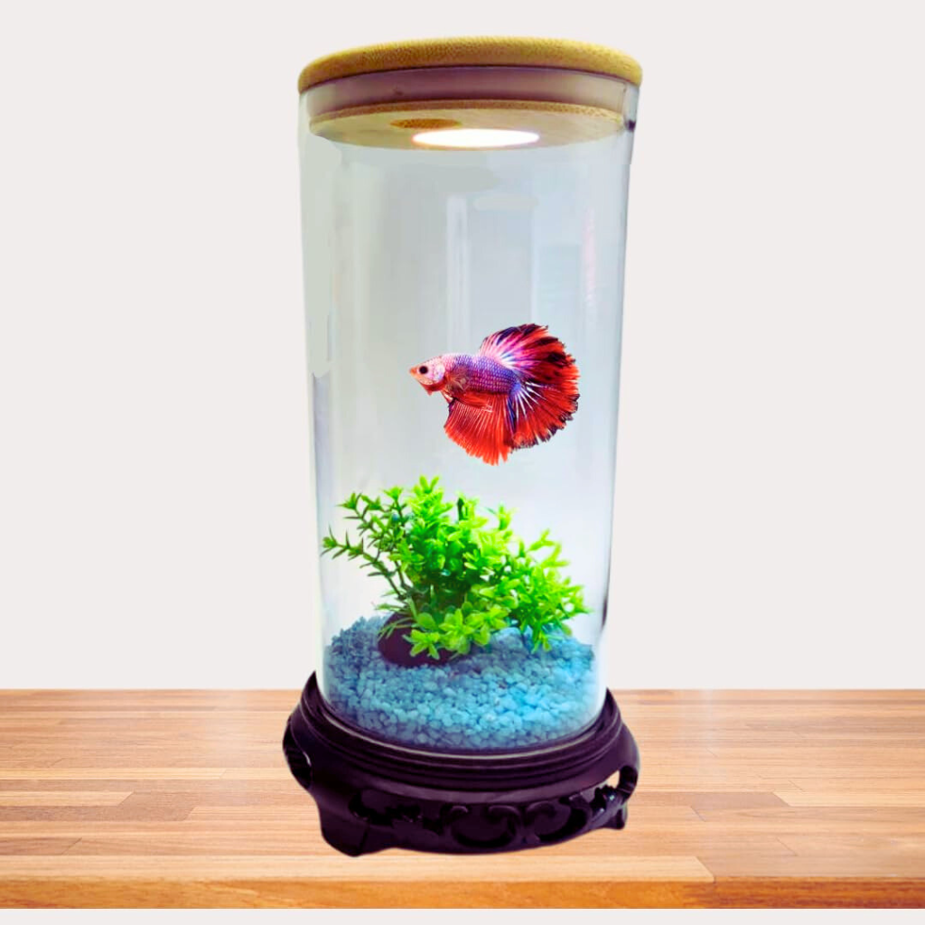 bluepet betta fish tank